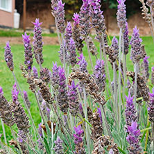 Cabañas  Merlo