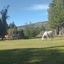 Cabañas Paso de los Andes